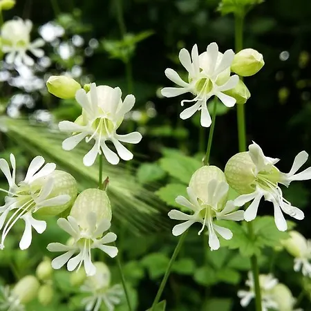 Authentique Gite 1950 Poitiers Futuroscope Aquascope, 1A9Prsn, 3 Pkg, 3 Etoiles A 6Prsn Et 3 Appoints Eco-Responsable Holiday home Poitiers