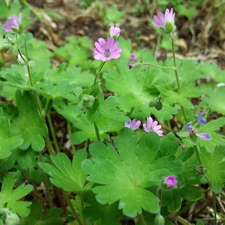 Authentique Gite 1950 Poitiers Futuroscope Aquascope, 1A9Prsn, 3 Pkg, 3 Etoiles A 6Prsn Et 3 Appoints Eco-Responsable Holiday home Poitiers