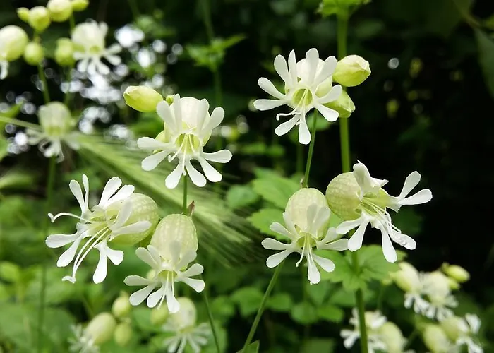 Authentique Gite 1950 Poitiers Futuroscope Aquascope, 1A9Prsn, 3 Pkg, 3 Etoiles A 6Prsn Et 3 Appoints Eco-Responsable Holiday home Poitiers