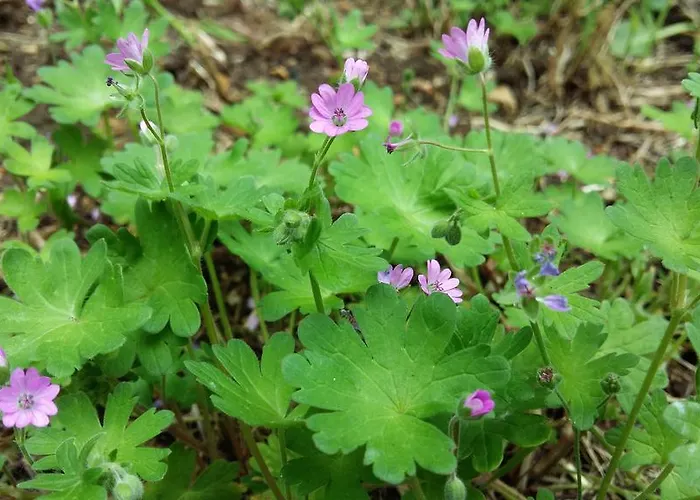 Authentique Gite 1950 Poitiers Futuroscope Aquascope, 1A9Prsn, 3 Pkg, 3 Etoiles A 6Prsn Et 3 Appoints Eco-Responsable Holiday home Poitiers